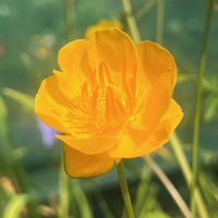 Trollius x cultorum